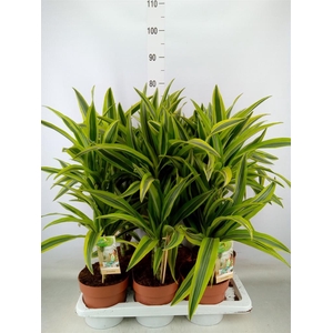 Dracaena fr de 'LemonLime'