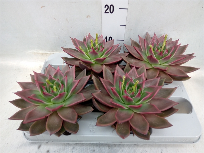 <h4>Echeveria   ...</h4>