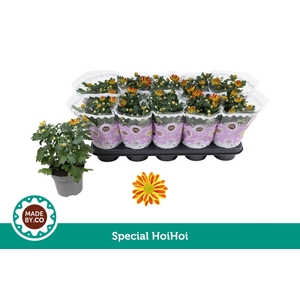Chrysant Special HoiHoi