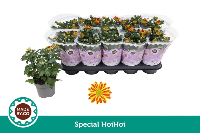 <h4>Chrysant Special HoiHoi</h4>
