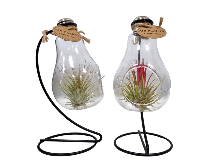 <h4>ARR TILLANDSIA</h4>