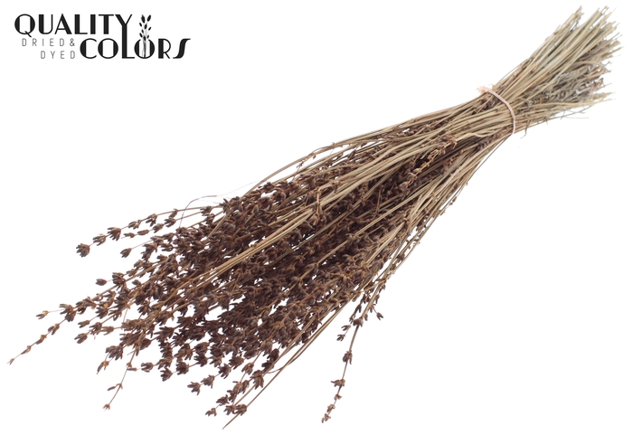 <h4>Lavendel per bunch Brown</h4>