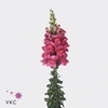 Antirrhinum Opus Rose