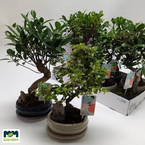 BONSAI GEM
