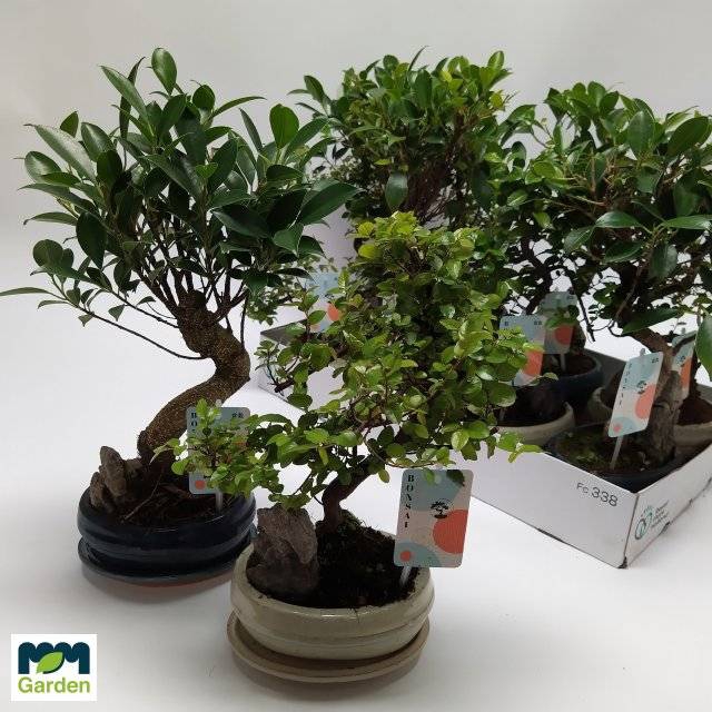 <h4>BONSAI GEM</h4>
