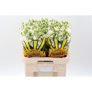 Eus G Alissa Pur Whi