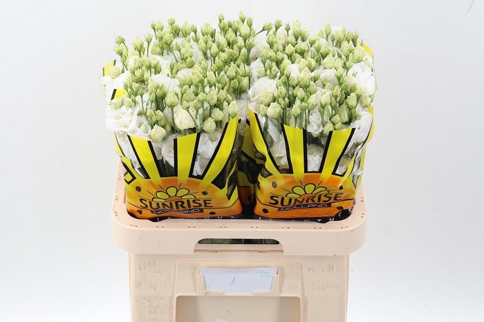 <h4>Eus G Alissa Pur Whi</h4>