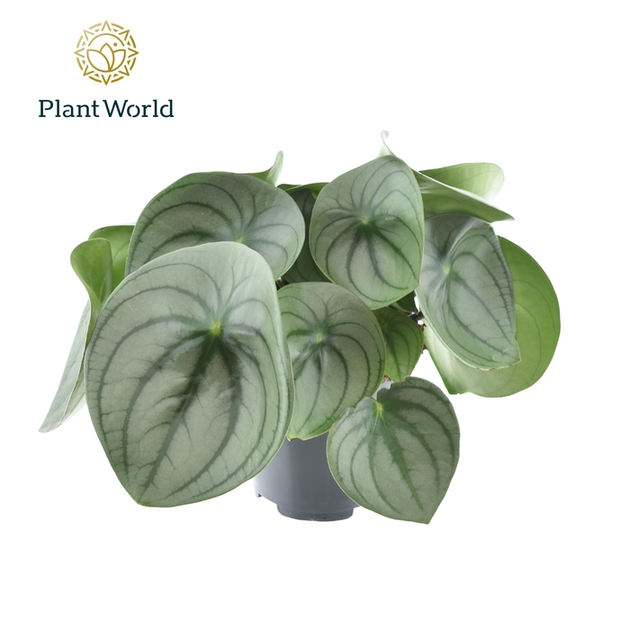 <h4>Peperomia Watermelon big (Decorum)</h4>