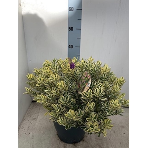 HEBE AND VARIEGATA