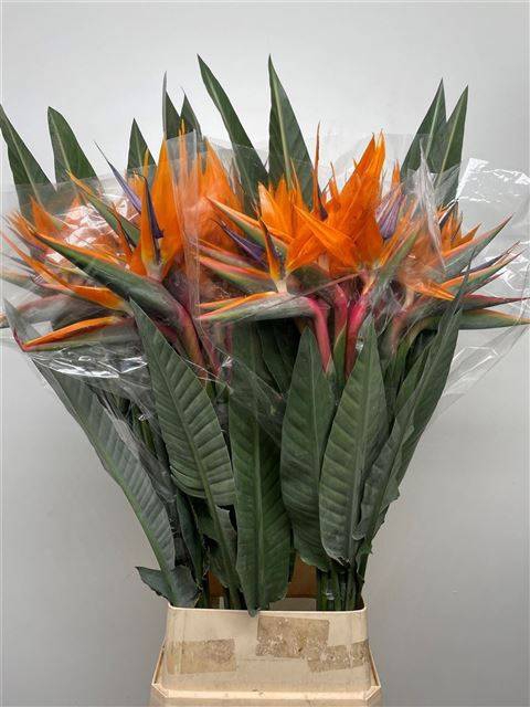 <h4>STREL REGINAE BLOEM</h4>