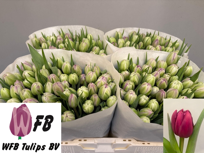 <h4>TU DU PYTHON</h4>