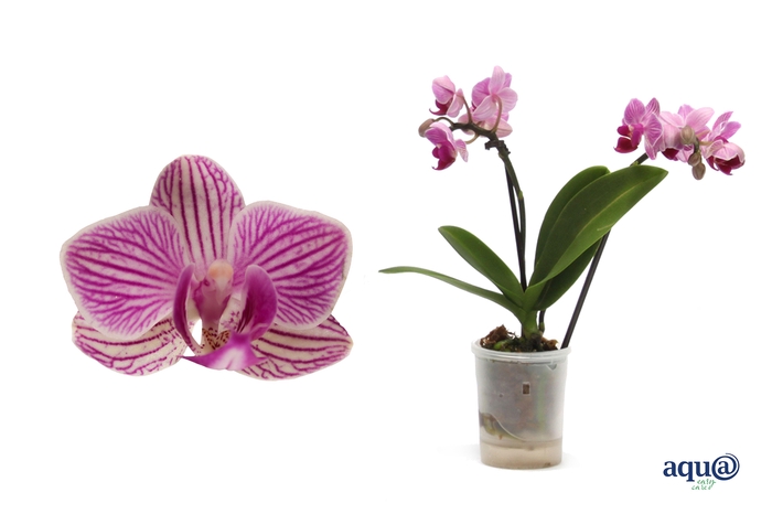 <h4>Phal Tiny Dolls Roze 2T10+ Aqu@</h4>