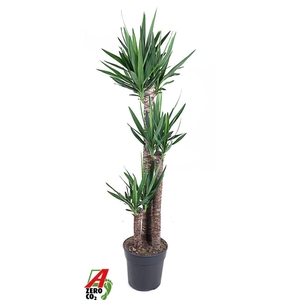 Yucca