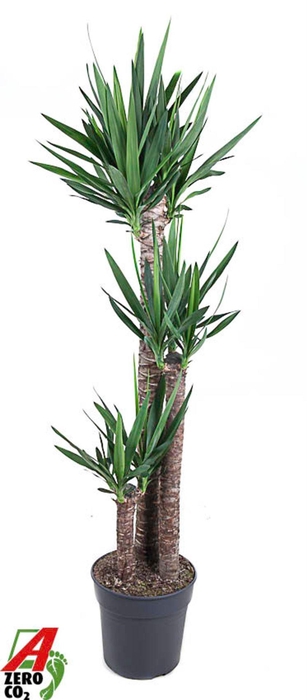 <h4>Yucca</h4>
