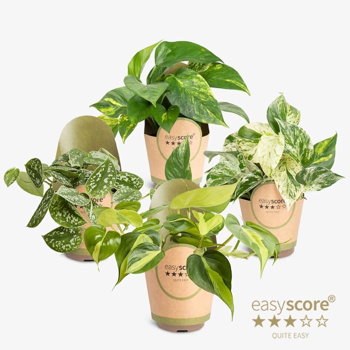 <h4>Hanging Collection</h4>