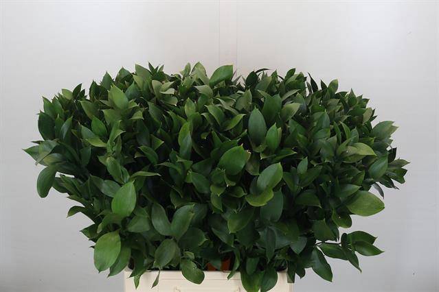 <h4>RUSCUS HYPOPHYLLUM</h4>