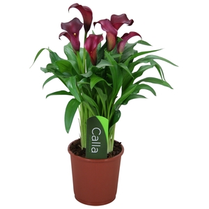 Zantedeschia Allure Calla rood met etiket