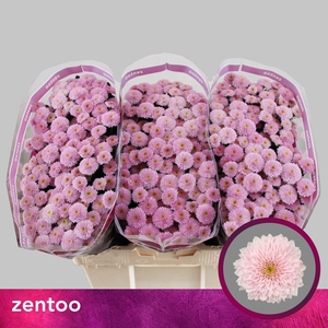 Chrysanthemum Indicum Grp tros santini Miller Pearl