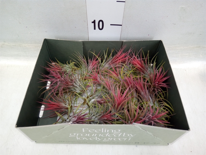 <h4>Tillandsia</h4>