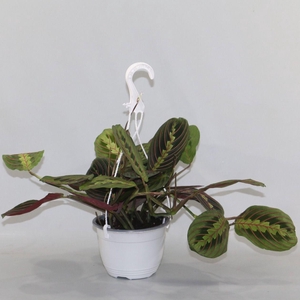 Maranta leuconeura 'Fascinator' hangpot