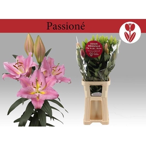 LI OR PASSIONNE