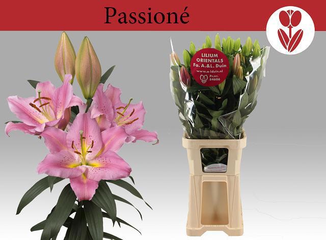 <h4>LI OR PASSIONNE</h4>