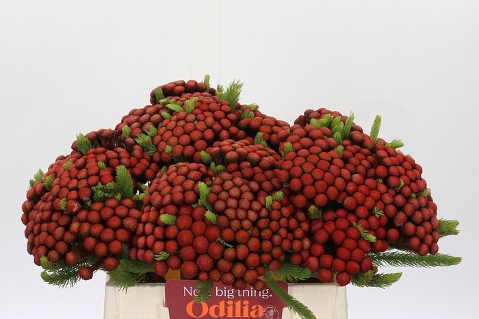 <h4>BRUN ALBIFLORA</h4>