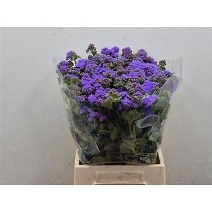 Ageratum H Blue Planet