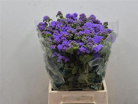 <h4>Ageratum H Blue Planet</h4>