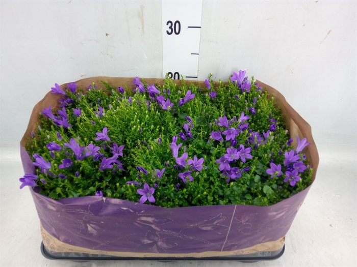 <h4>Campanula porten. 'Blueone'</h4>