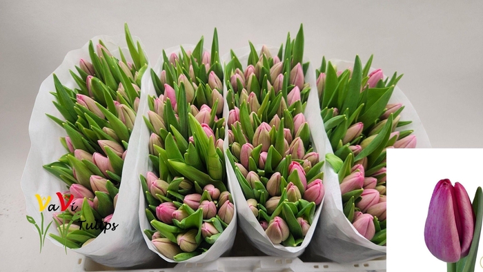 <h4>TU EN ANNACONDA</h4>