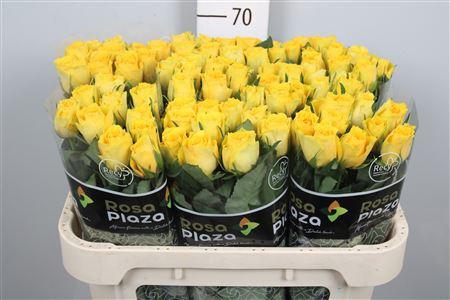 <h4>R Gr Solero</h4>