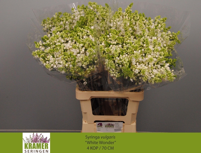 <h4>SYR VU WHITE WONDER</h4>