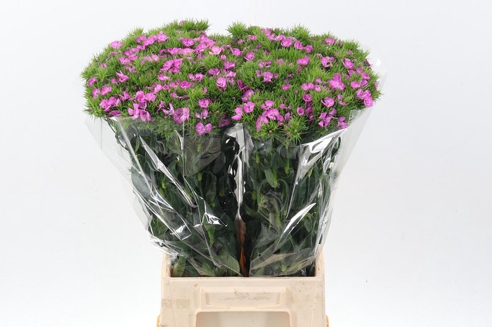 <h4>Di Barb Melian</h4>