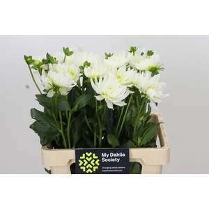 Dahlia Karma M. Zwaan