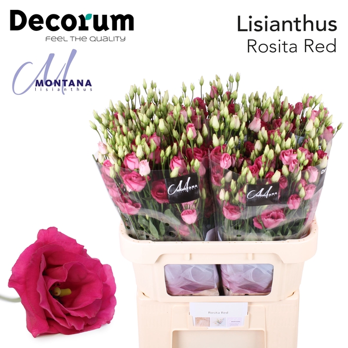 Lisianthus Rosita red 72cm