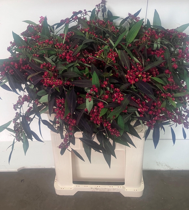 <h4>EUPH F T K SAMTROT</h4>