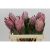 Protea Cynaroides