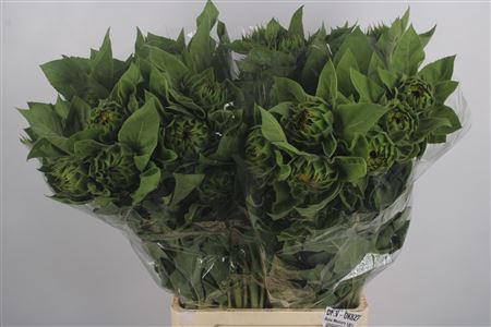 <h4>Helianthus Vincent Choice</h4>