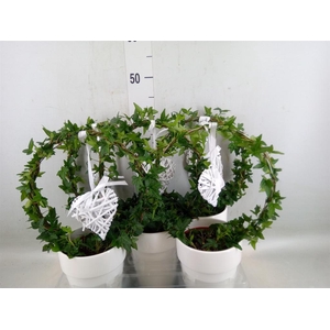 Hedera   ...green leafed