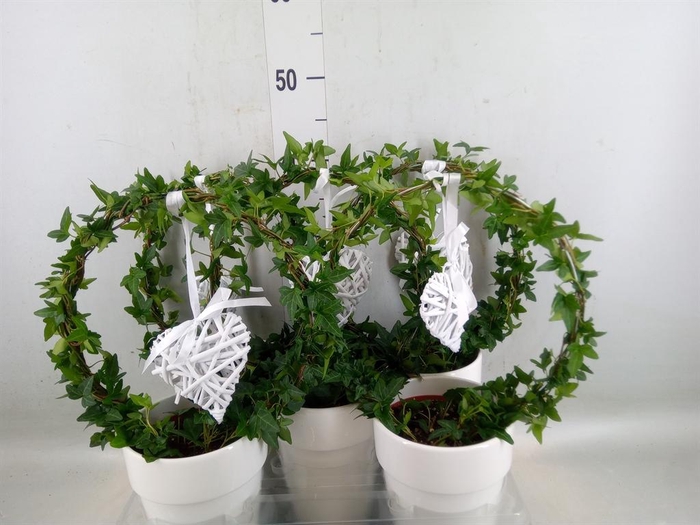 <h4>Hedera   ...green leafed</h4>