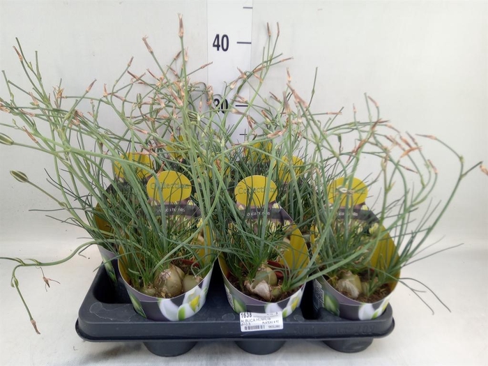 <h4>Cactus   ...</h4>