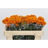 Tagetes Marigold Promise Orange
