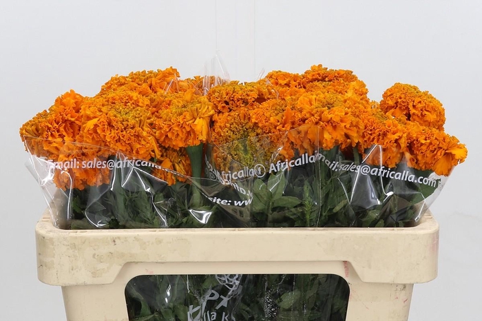 <h4>Tagetes Marigold Promise Orange</h4>