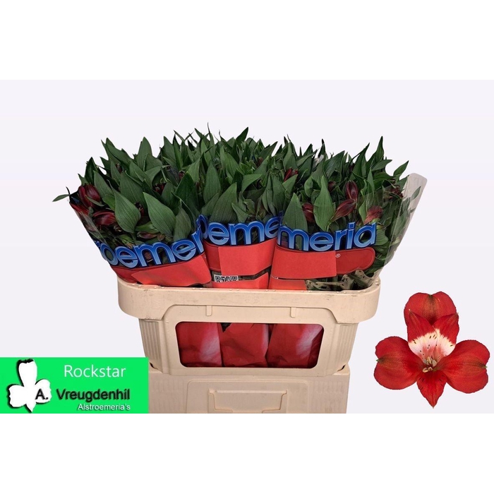 <h4>Alstr Rockstar</h4>