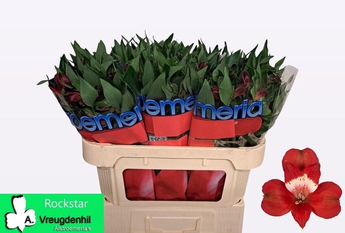 <h4>ALSTR ROCKSTAR</h4>