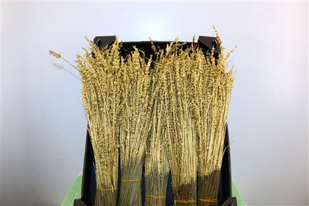 <h4>DRIED LAVENDEL GOLD BUNCH</h4>