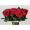 Dahlia American Dawn