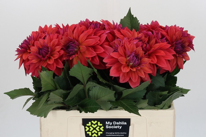 Dahlia American Dawn