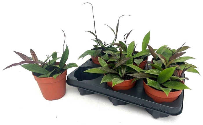 <h4>HOYA CARNOSA</h4>